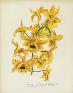 The Dark-Eyed Fringed Dendrobe, Dendrobium Fimbruatum; var Oculatum af English School